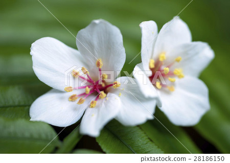 Falling tung tree flower 28186150