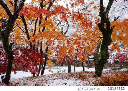 Snow and autumn leaves Snow and autumn leaves 28186182