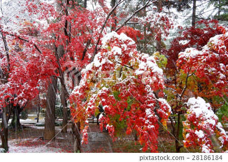 Snow and autumn leaves 28186184