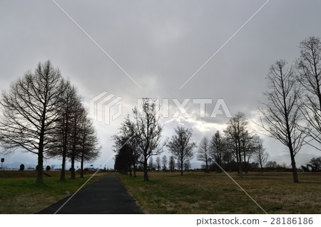 Metasequoia 28186186