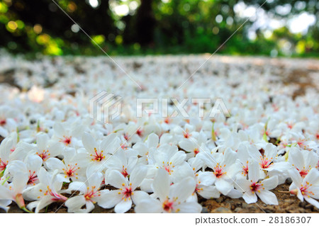 Falling tung tree flower 28186307