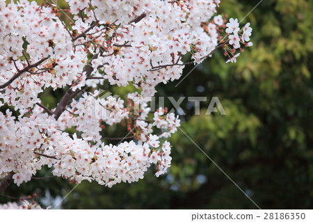 櫻花盛開 櫻花盛開 28186350