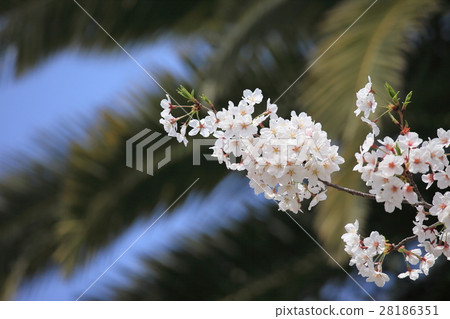 櫻花盛開 櫻花盛開 28186351