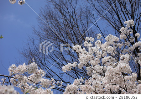 櫻花盛開 櫻花盛開 28186352