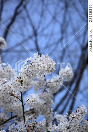 櫻花盛開 櫻花盛開 28186353