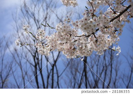 櫻花盛開 櫻花盛開 28186355