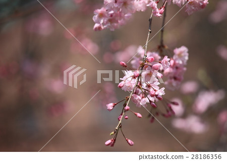 櫻花盛開 櫻花盛開 28186356