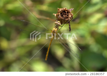 Close-up of dragonfly Close-up of dragonfly 28186357