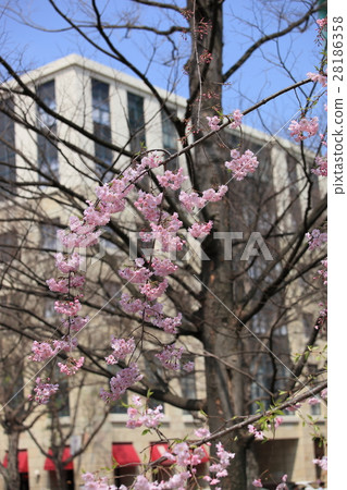 櫻花盛開 櫻花盛開 28186358