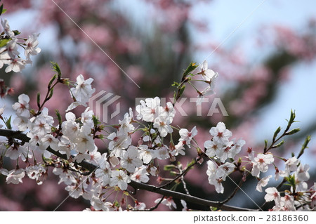 櫻花盛開 櫻花盛開 28186360