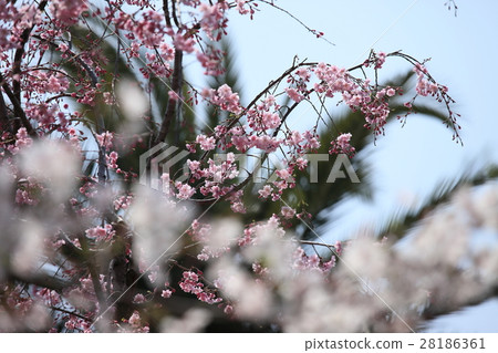 櫻花盛開 櫻花盛開 28186361