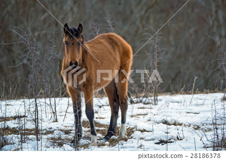 Foal grazing in winter 28186378