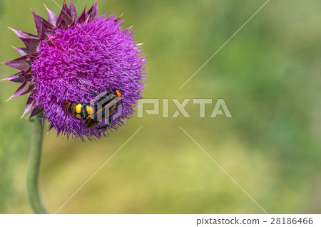 Giant wasp or Scolia 28186466