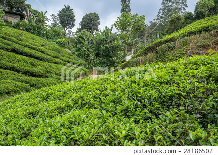 Tea plantation landscape in Sri Lanka Tea plantation landscape in Sri Lanka 28186502