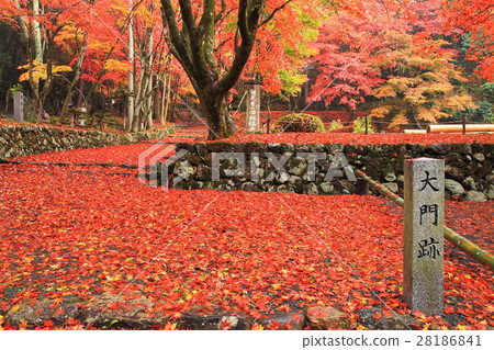 Chicken feudal tree autumn leaves 28186841
