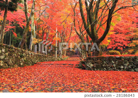 Chicken feudal tree autumn leaves 28186843