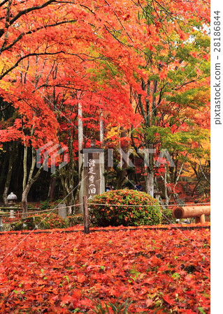 Chicken feudal tree autumn leaves 28186844