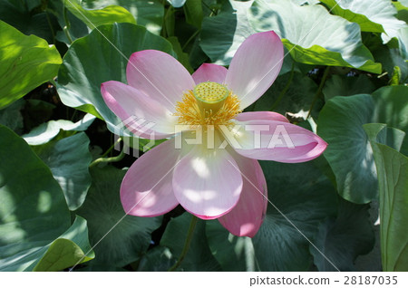 盛開的蓮花 盛開的蓮花 28187035