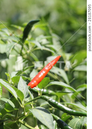 Capsicum Capsicum 28187095