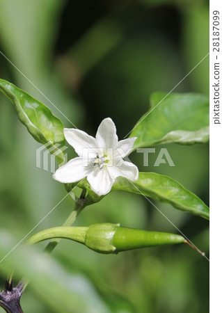 辣椒花 辣椒花 28187099