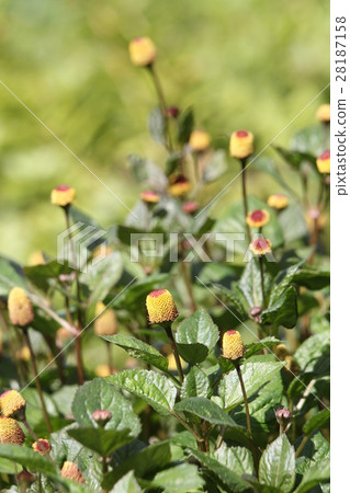 Netherlands Senichi Netherlands Senichi 28187158