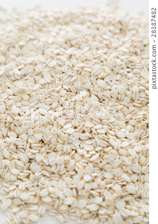 Oat barley white back 28187482