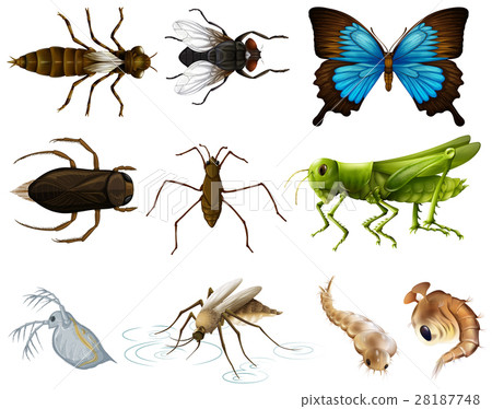 Insects set on white background Insects set on white background 28187748