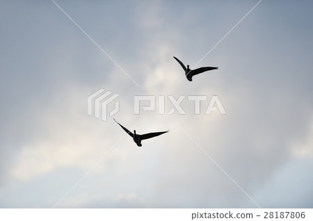 飛馬根 飛馬根 28187806