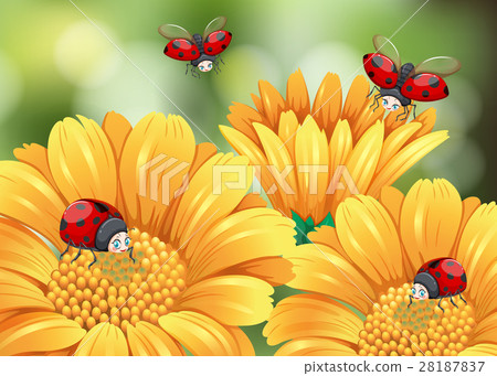 Ladybugs Flying In The Garden Stock Illustration 28187837 Pixta