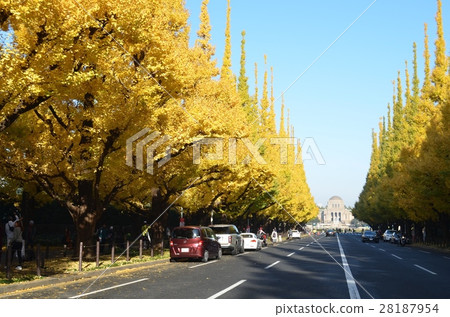 Mekō Jingu Ginkgo tree ginkgo trees and the Church painting memorial hall Mekō Jingu Ginkgo tree ginkgo trees and the Church painting memorial hall 28187954
