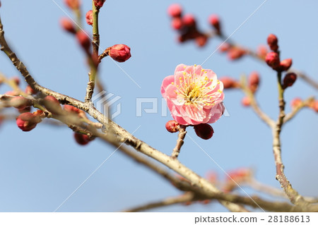 plum plum 28188613