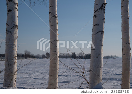 White birch windproof forest White birch windproof forest 28188718