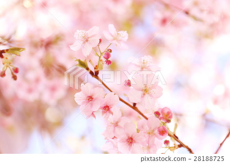 河津櫻花 28188725