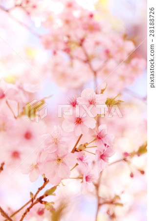 河津櫻花 河津櫻花 28188726