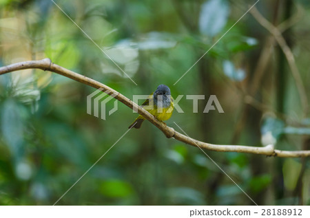 Grey-headed Canary-flycatcher bird in thailand 28188912