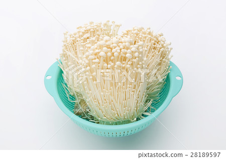 Enoki 28189597