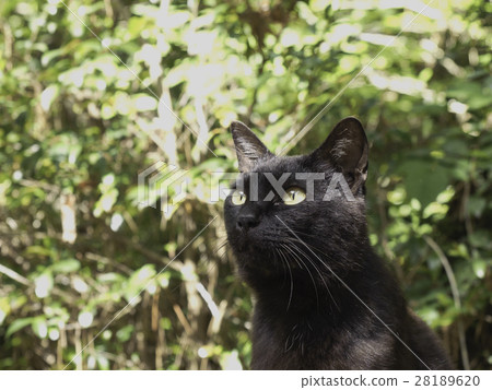 Black cat Black cat 28189620
