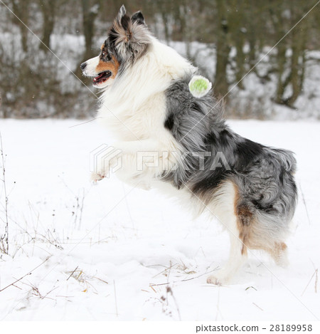 Australian shepherd moving in winter Australian shepherd moving in winter 28189958