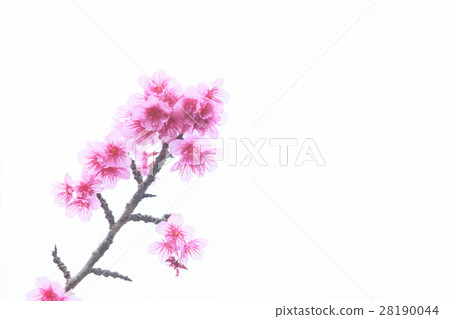 櫻花櫻花櫻花頭鎮 28190044