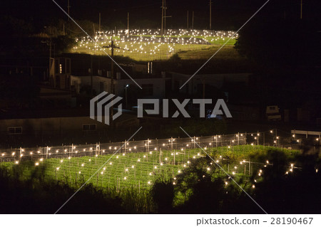 Electric light chrysanthemum mining 28190467