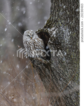 冬天的訪問 28190483