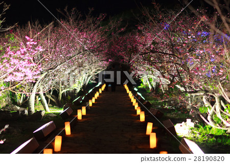 Nakijin Gusuku Sakura Festival Night Cherry Okinawa 28190820