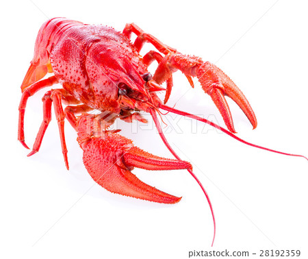 a red crayfish isolated on white, close-up, macro 28192359