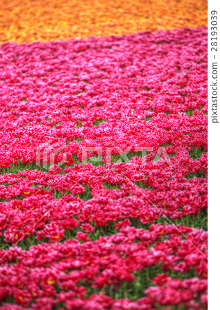 yellow-red field of tulips 28193039