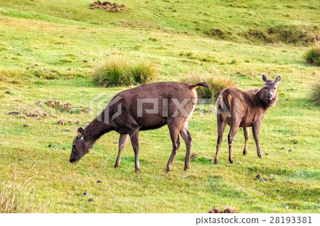 Sambar deer in wild 28193381