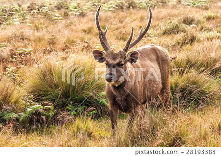 Sambar deer in wild Sambar deer in wild 28193383