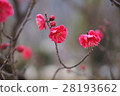 Kobai 28193662