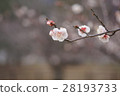 Plum blossom  28193733