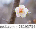 Plum blossom  28193734