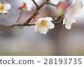 Plum blossom  28193735